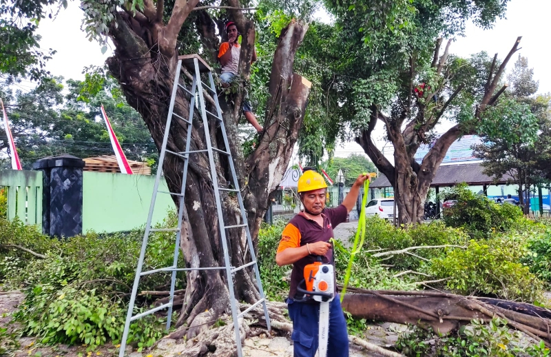 Pengkondisian Pohon Beringin Oleh FPRB Kalurahan Pleret